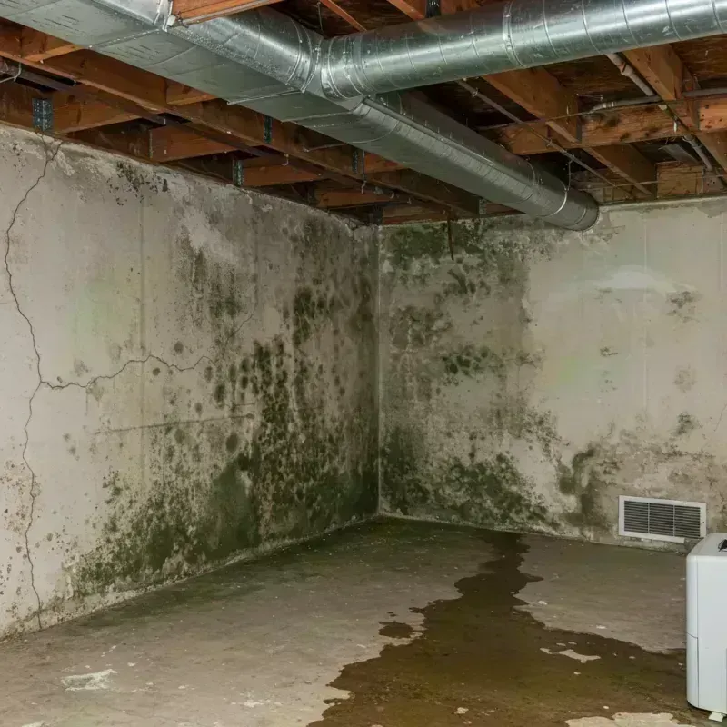 Professional Mold Removal in West Torrington, CT